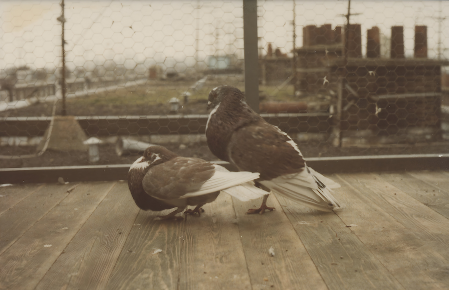 Een doffer maakt een duif het hof