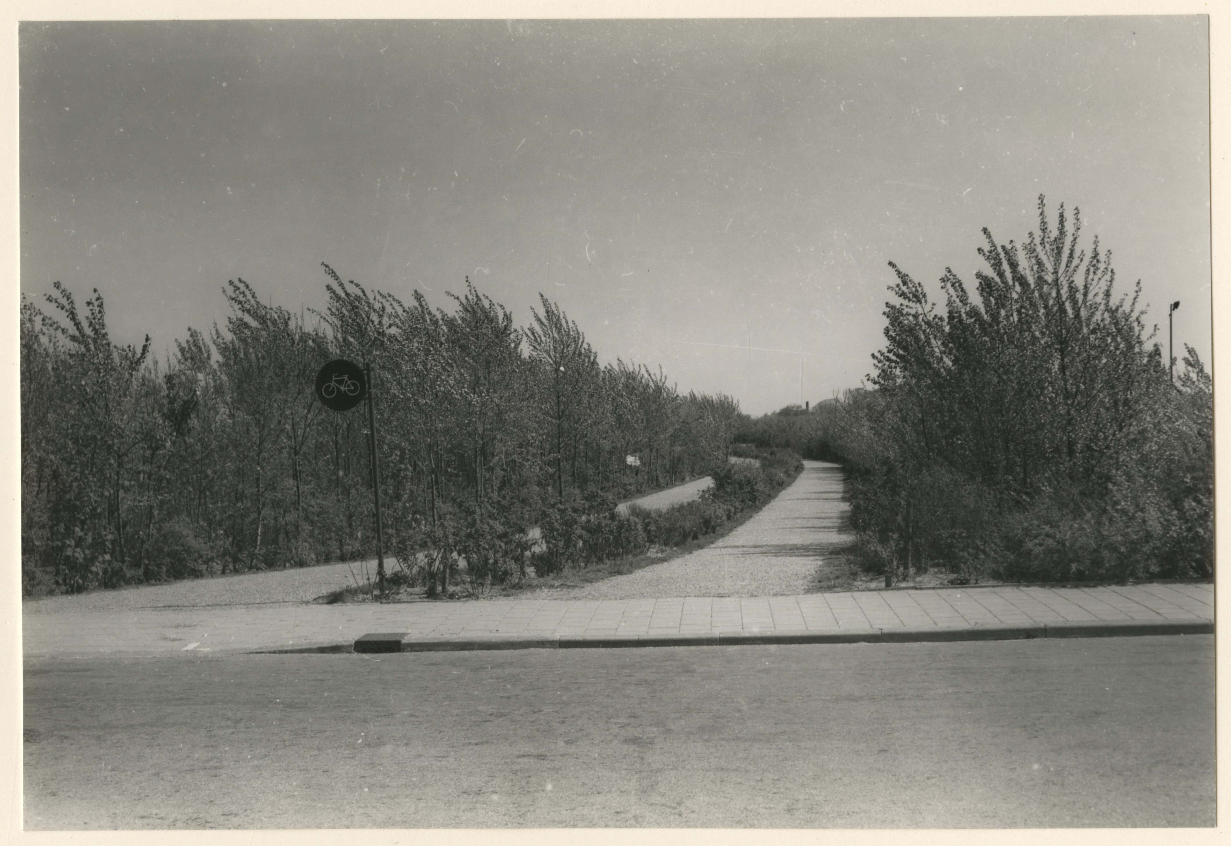 Bosjes van Pex, 1954. Foto: Bureau Werklozenzorg
