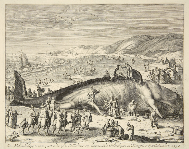 Stranding van een potvis op het strand tussen Katwijk en Scheveningen op 3 februari 1598, 1720, maker: Gilliam van der Gouwen
