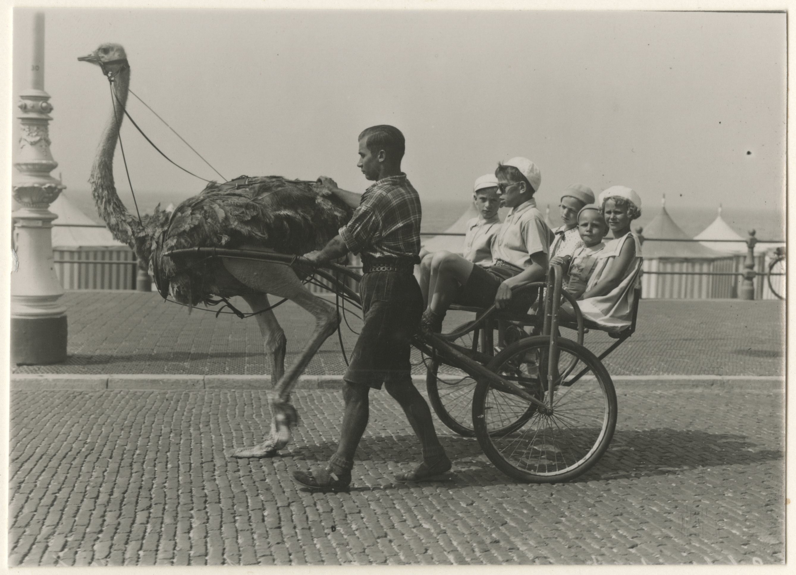 In een karretje achter de struisvogel op Scheveningen, 1936, maker onbekend