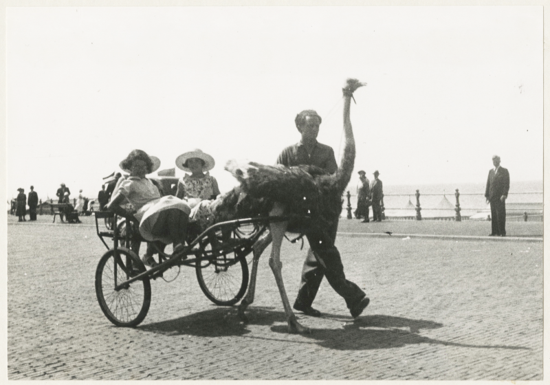 Struisvogelritje op Scheveningen, 1935, maker onbekend