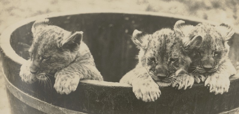 Juli 1929, leeuwenwelpjes in de Haagse Dierentuin | Fotograaf onbekend Juli 1929, leeuwenwelpjes in de Haagse Dierentuin | Fotograaf onbekend