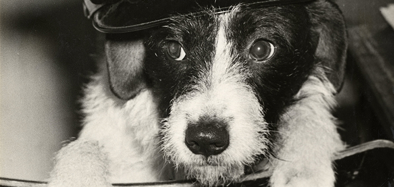 Moppie, snuffelneus eerste klasse in dienst bij de gemeente Den Haag, 1952 – fotograaf Friezer-Stokvis Moppie, snuffelneus eerste klasse in dienst bij de gemeente Den Haag, 1952 – fotograaf Friezer-Stokvis